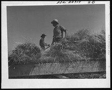 Photo:Malin Oregon 1939 Threshing Wheat Men on Thresher Midsummer Noon picture