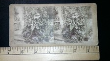 Shaw's Garden Tropical House Stereoview Boehl & Koenig St. Louis MO 1870s picture