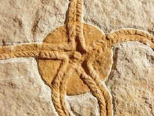 461 Million Year OLD STARFISH Fossil Ordovician Period Morocco 732gr picture