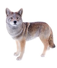 Hi-Line Gift Ltd Coyote Garden Statue picture