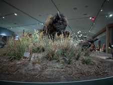 Photo:Cody Wyoming 2015 Buffalo Bill Center Bison Exhibit Display picture