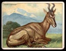HARTEBEEST 1909 T29 HASSAN CIGARETTES - ANIMALS picture
