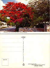Calypso Distributors Postcard Nassau Bahamas Poinciana Tree East Bay Road picture
