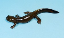 Kaiyodo Animatales Animal in Japan Choco Q Mitsyama salamander Figure US seller picture