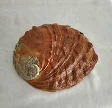 Large Very Red Abalone Shell 7 3/4 × 6 1/2 