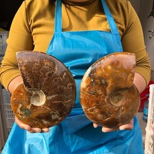 2pcs 5.61LB Natural Horn Screw Fossil Ammonite Conch Crystal Specimen Healing picture
