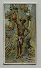 Morris Marvels Universe Vegetable Bread Jackfruit Tobacco Card CC7 picture