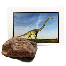 Sauropod dinosaur bone authentic fossil specimen 155 million years old picture