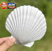 10 PCS Large Scallop Shells 4-5 inch Natural White Scallop Shells from Sea Beach picture