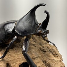 Xylotrupes gideon Rhinoceros Beetle mounted real Insect Taxidermy entomology  picture