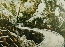 Scene Along Pacific Electric Hallway Mt Lowe CA Posted Divided Back Postcard picture
