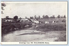 1925 Waldoboro Maine ME Vintage Postcard Greetings No. Cow Herd Field Posted picture