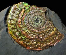 Large multi-coloured iridescent Caloceras display ammonite fossil ammolite UK picture