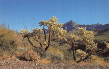Postcard AZ: Chain Fruit Cholla, Arizona, Unposted picture