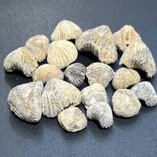 Brachiopod Shell Fossils Collection Bulk Wholesale Lot Fossil From Morocco picture