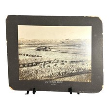 Antique Large Cabinet Card Early Photograph Cutting Rice Owned by Mike Wolfe picture