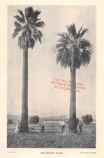 antique 1898 illustration Fan Palms Tourists at San Fernando Valley Mission picture