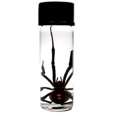 LATRODECTUS sp. wet specimen BLACK WIDOW PRESERVED SPIDER 2in VIAL picture