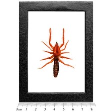 Dinorhax rostrumpsittaci giant red camel spider Vietnam FRAMED picture