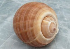 Large Tun Seashell Tonna Oleria (1 shell approx. 4.5+ inches) picture