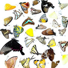 10 Pcs Real Butterfly Specimen - Taxidermy Butterfly DIY Creative Production picture