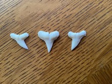 3 Excellent Hammerhead shark teeth - Modern day - 3/4
