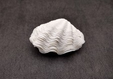 Small Derasa Clam Seashell White Tridacna Derasa (1 shell approx. 2+ inches) picture