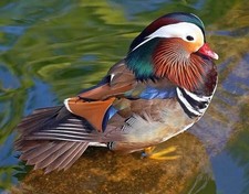 Beautiful MANDARIN DUCK Glossy 8x10 Photo Print Bird Nature Wildlife Pos REPRINT picture