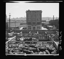 Photo:Kansas City Kansas Stockyards 1936 Cattle Pens Livestock Yard picture