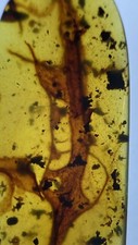 Huge Majestic Leaf 🍂 Inclusion, Rare Fossil in Genuine Burmite Amber, 98myo picture