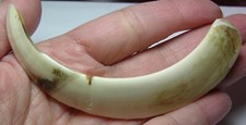 95.00mm Binh Tuy Vietnam 100% Natural  Good Condition Nanh Heo Rung 3 3/4 in picture