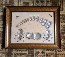 VTG 1940-50's Japanese Cultured Pearl Life Growth Shadowbox Framed Art 17x14