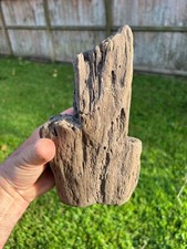 Texas Petrified Wood 9