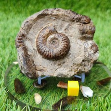 Grammoceras ammonite fossil North Yorkshire UK picture