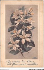 AJRP10-1026 - FLOWERS - CLEMATITES picture