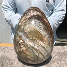 26.7LB Natural wood fossil Quartz Crystal egg Mineral specimen Healing picture