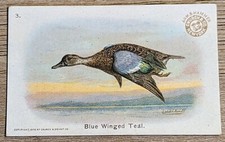 1908 J4 Church & Co Arm & Hammer New Series Of Birds Blue Winged Teal Card #3 picture