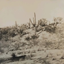 Vintage Real Photo Tucson AZ Desert Cactus Scene Trip Message Note on Back  picture