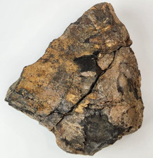 Sauropod Dinosaur Limb Bone Fossil - Morrison Fm - Dana Quarry, Washakie Co., WY picture