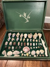 Unique Gorgeous Vintage Shell Collection / Display Box picture
