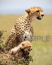 CHEETAH AND HER CUB 8.5X11 Photo picture