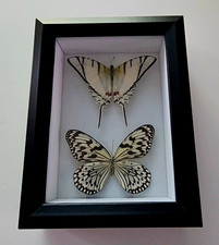 Framed Real Butterfly/Moth Specimen Display Picture Frame, Black, Approx. 8x10