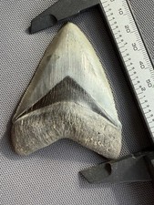 Collector Quality Megalodon Tooth - Ultra Rate Location - Charlotte Co. FL - 3” picture