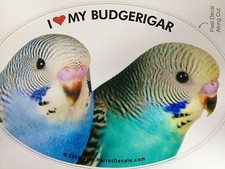 Budgerigar Budgie Parrot Exotic Bird Vinyl Decal Bumper Sticker picture