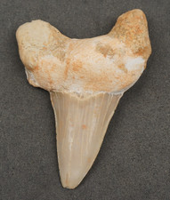 Large OTODUS Shark Tooth 2.28