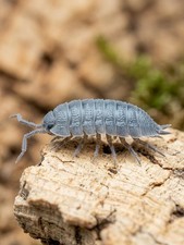 50+ Powder Blue Isopods (P. pruinos) Bioactive Clean up Crew  🍄   picture