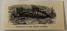 1879 small magazine engraving~ CHRYSALIS OF THE SPHINX LIGUSTRI moth picture