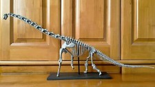81 CM，Dinosaur model / Brachiosaurus Skeleton Model  WL-2101 picture