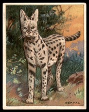 SERVAL 1909 T29 ANIMALS HASSAN CIGARETTES picture