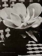 1926/75 MAN RAY Vintage Flower MAGNOLIA White Bloom Still Life Photo Art 12x16 picture